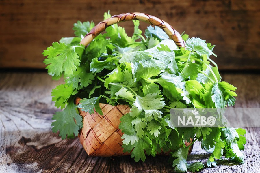 آموزش کاشت گشنیز و روش های نگهداری از آن