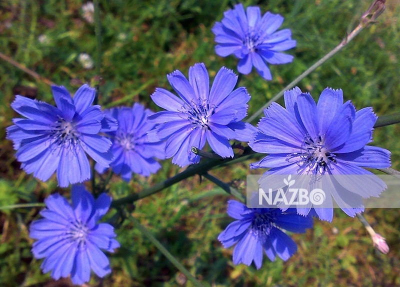 معرفی کاسنی و خواص دارویی آن