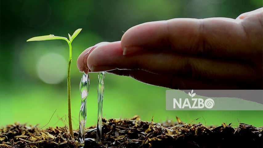 تکنیک‌های باغبانی برای آب و هوای خشک