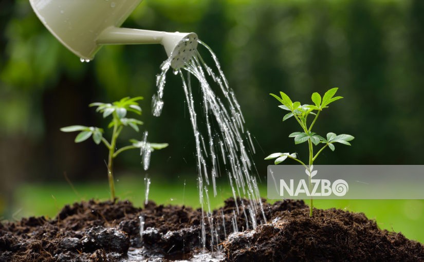 روش‌هایی برای صرفه جویی آب در باغبانی
