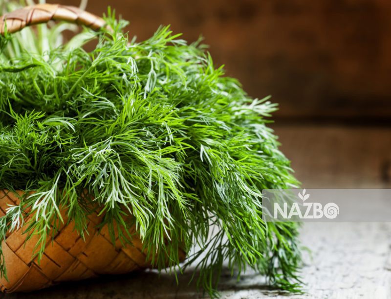 آشنایی با خواص دارویی شوید