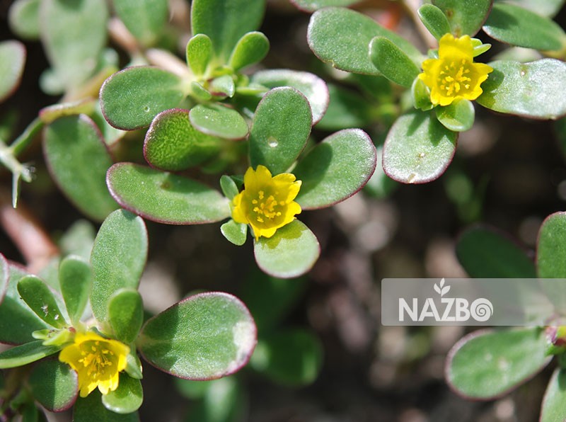 خرفه و خواص دارویی آن