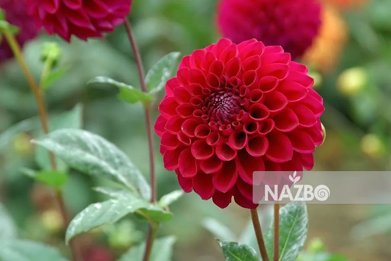 معرفی گل کوکب