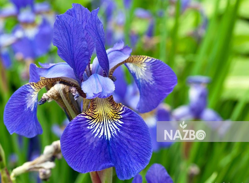 معرفی گل زنبق