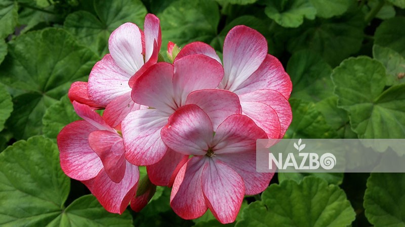 معرفی گل شمعدانی