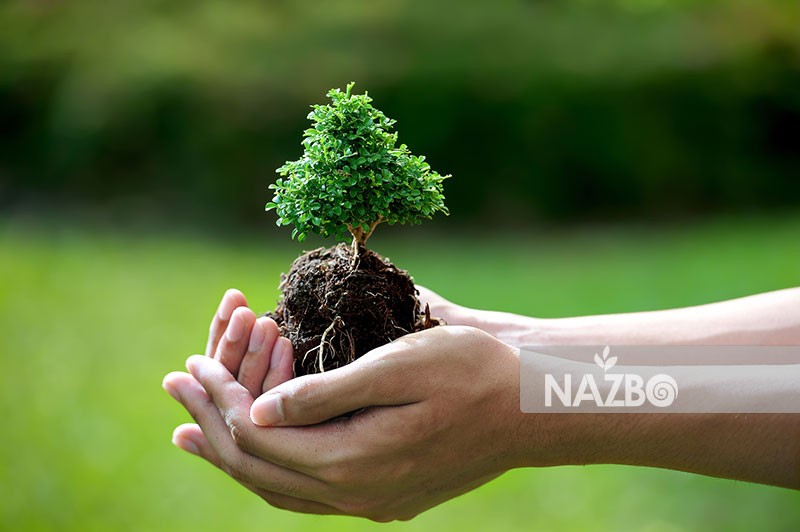 چند نکته مفید برای مراقبت از درختان