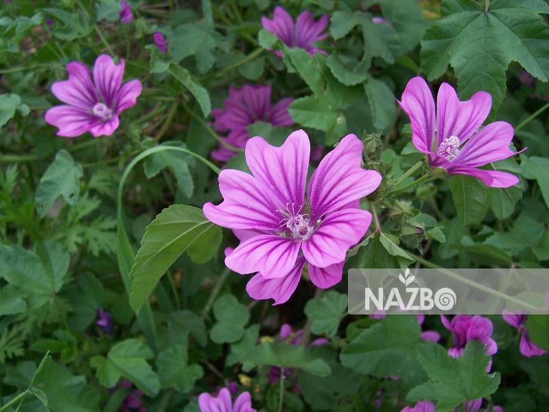 آشنایی با گیاه پنیرک و خواص دارویی آن