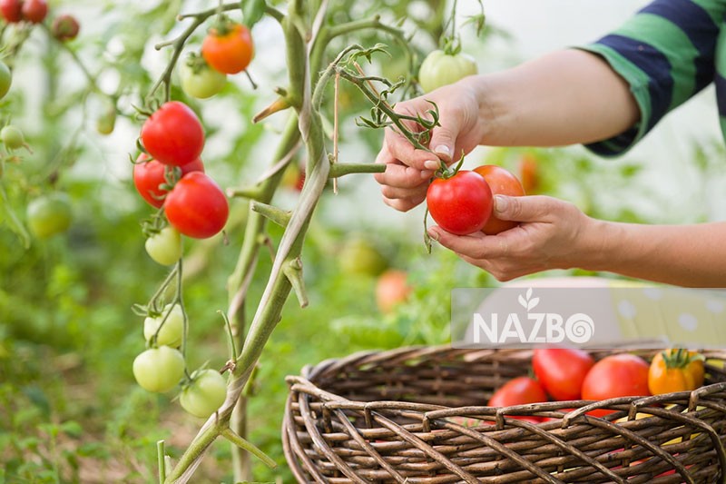 6 روش برای سرعت بخشیدن به رشد گوجه فرنگی