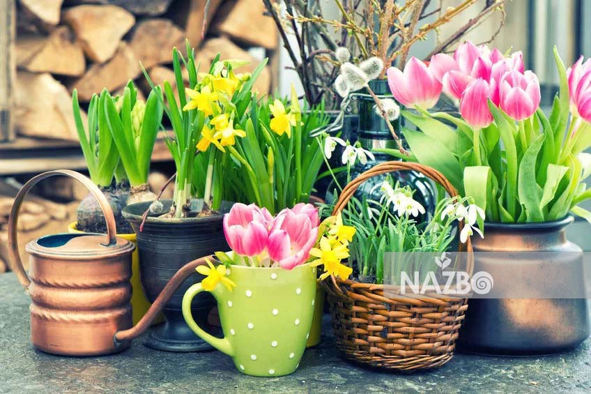 زمان کاشت گلهای پیازی و نحوه تکثیر آنها
