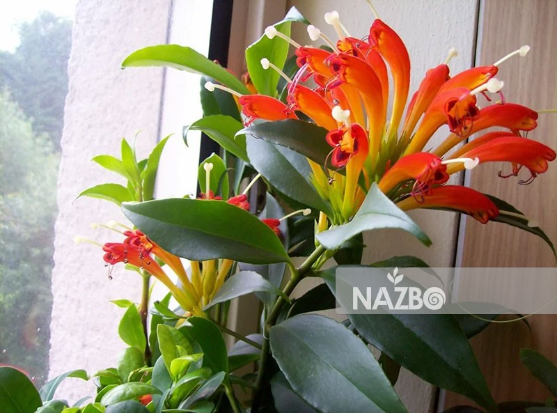 معرفی گل کلومنه آ