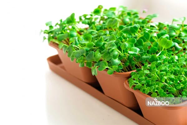 بذر شاهی | Garden cress