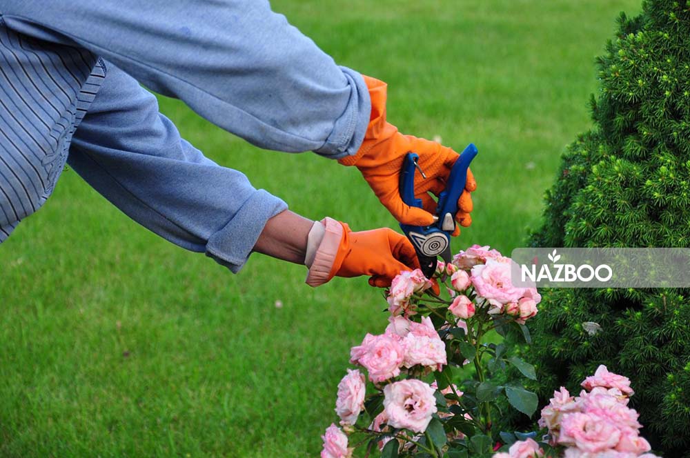 آموزش پیوند زدن گل رز
