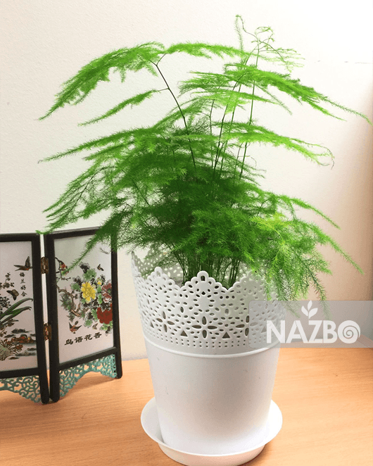 معرفی انواع مارچوبه زینتی