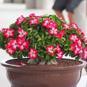 خرید بذر بونسای