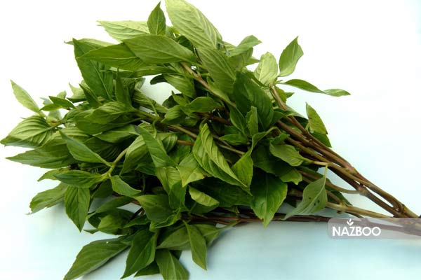 خرید اینترنتی بذر ریحان و نحوه کاشت در گلدان
