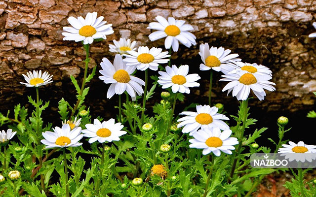 معرفی گل حشره کش