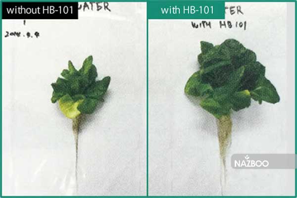 قطره رشد HB-101