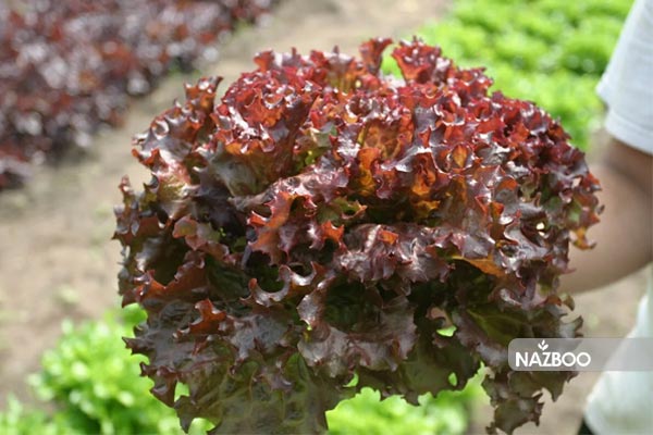 خرید بذر کاهو سالاد بول قرمز | Red Salad Bowl