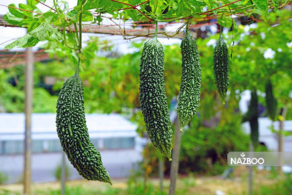 خرید بذر بیتر ملون ژاپنی یا کارلا | Satsuma Onaga Bitter Melon