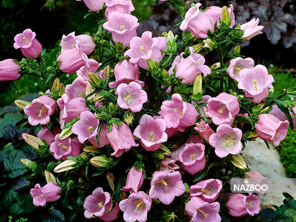 فروش بذر گل استکانی یا گل زنگوله ای | Bell Flower