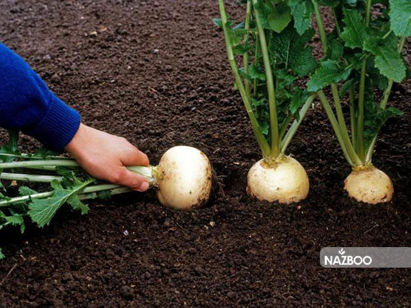 خرید بذر شلغم دو رنگ | Turnip