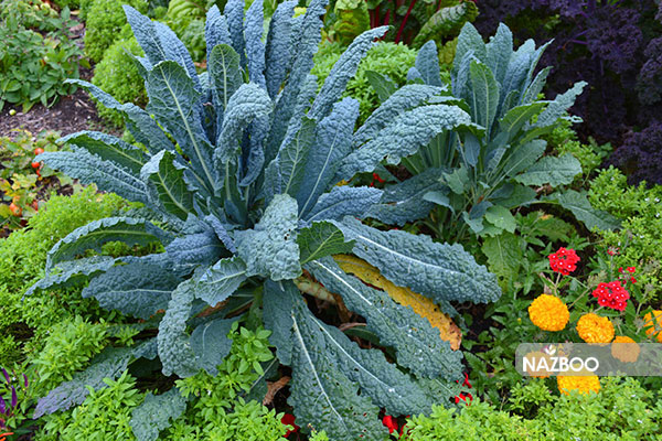 خرید بذر کلم کیل توسان سبز | Green Curled Kale