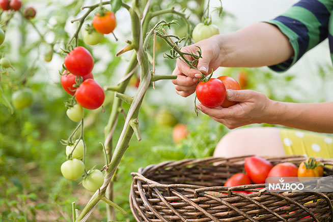 7 ماده مفید برای تقویت گوجه