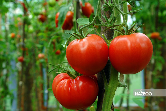۷ مورد برای افزودن به خاک گوجه