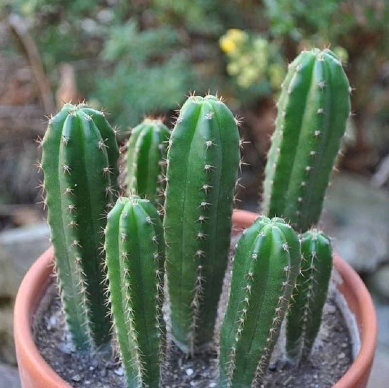 эхинопсис пачаной. сан педро кактус наркотик. сан педро кактус наркотик. кактус trichocereus pachanoi. кактус сан.