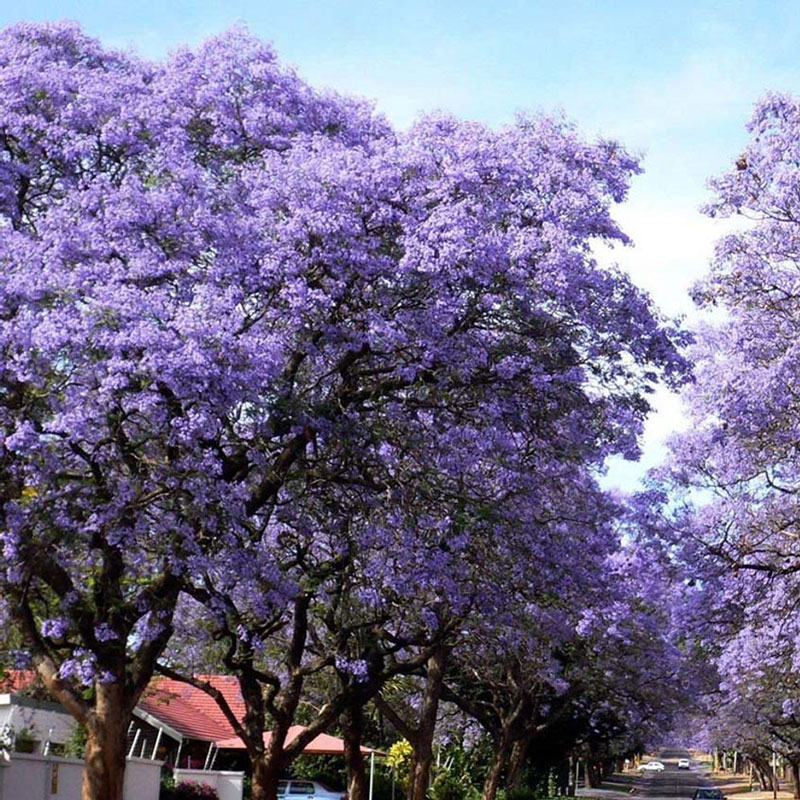 زیبایی پالونیا