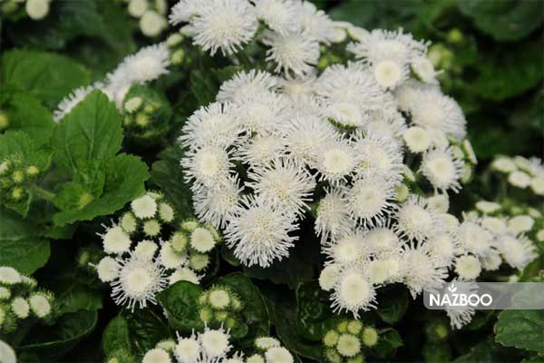 عکس گل ابری سفید Floss Flower