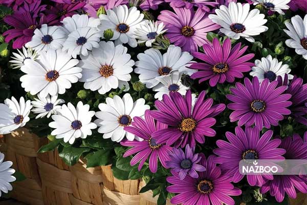 بذر گل استئوسپرموم (مینای آفریقایی) | Osteospermum