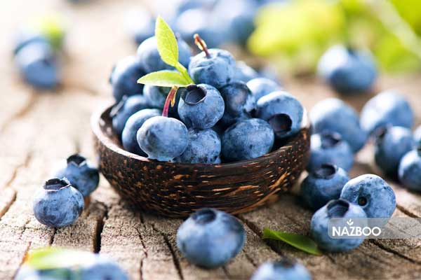 بذر بلوبری شیلی کارگو | cargo blueberry