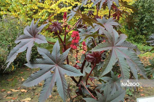 بذر گل کرچک قرمز زینتی | RICINUS COMMUNIS