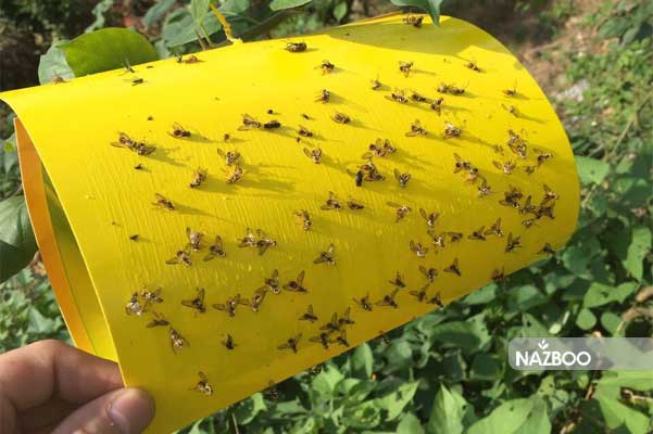 کارت زرد جذب کننده حشرات 