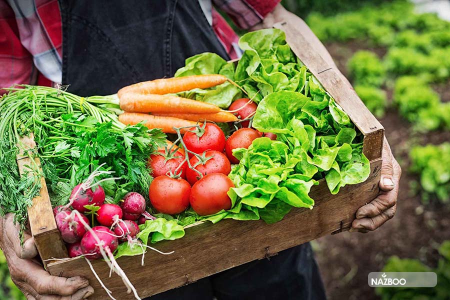 در آبان چه بکاریم؟ راهنمای کاشت پیاز گل، سبزی و گل در آبان ماه