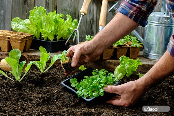 what-is-vegetable-gardening