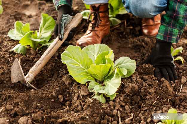 woman-harvesting-vegetables_23-2148568609