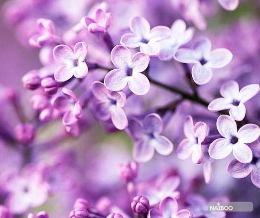 Pocahontas Lilac (Syringa x hyacinthiflora 'Pocahontas')