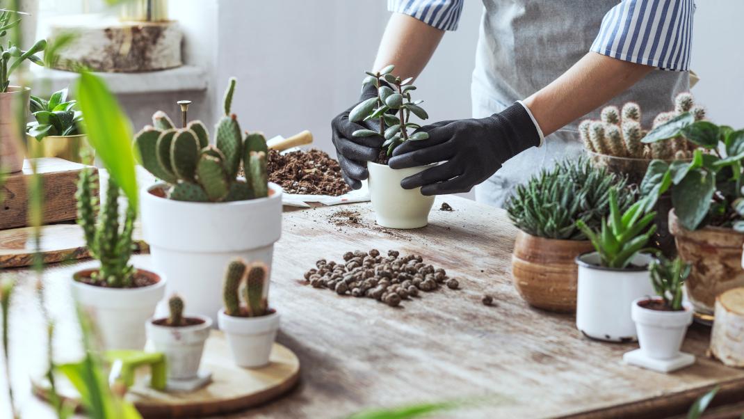 تهیه کود خانگی برای کاکتوس
