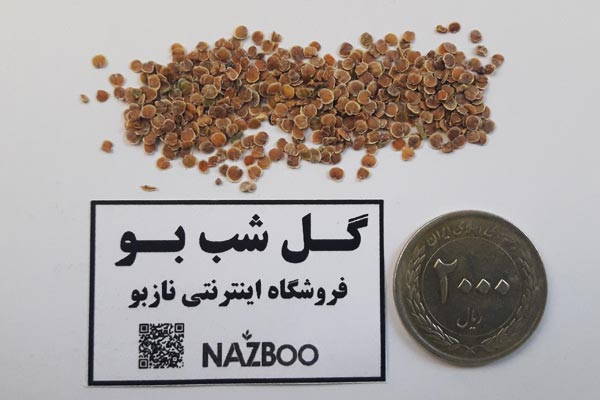 بذر گل شب بو پا بلند معطر