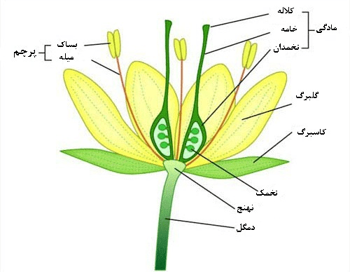 اجزای گل فلفل