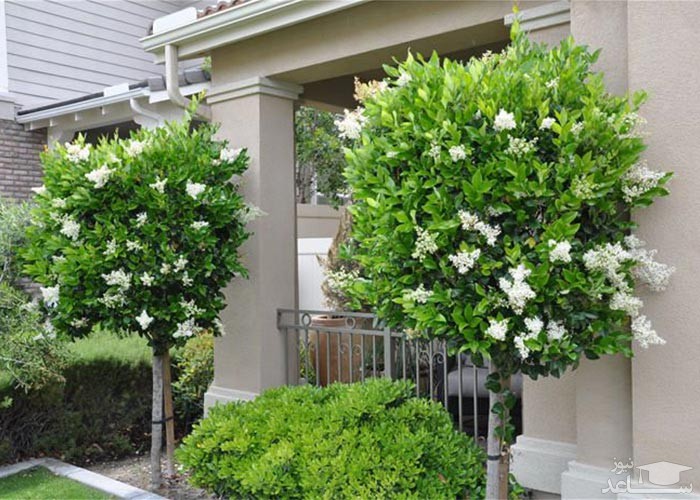 بررسی گیاه یاس هلندی