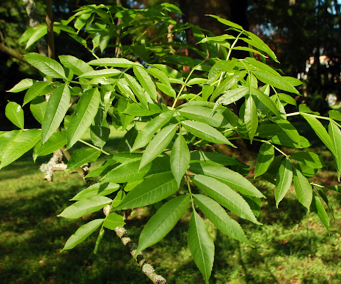 بررسی شرایط زندگی درخت ون