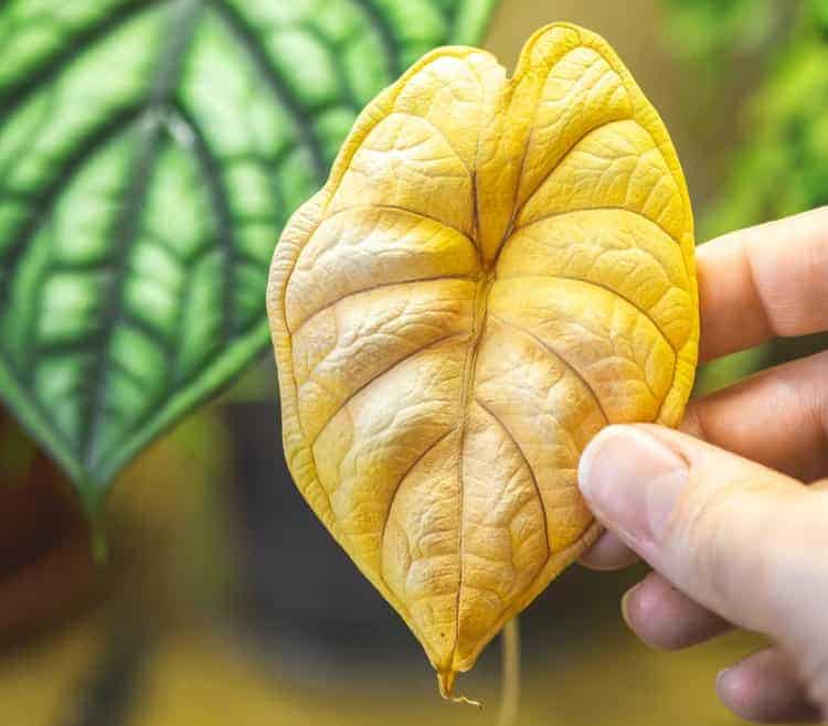 تشخیص مشکلات گیاه از روی برگ آن به زبان ساده