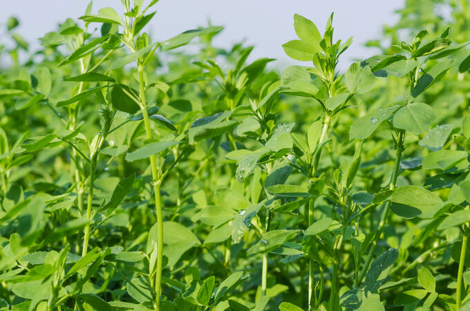 یونجه پادشاه گیاهان دارویی