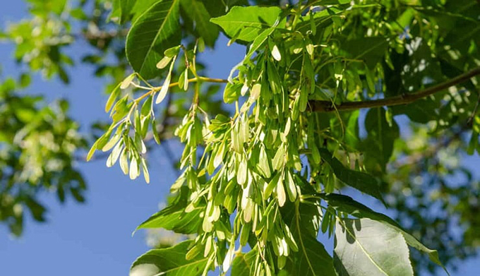 معرفی کامل زبان گنجشک