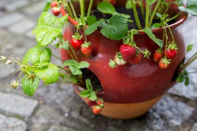 چگونه در گلدان توت فرنگی بکاریم؟