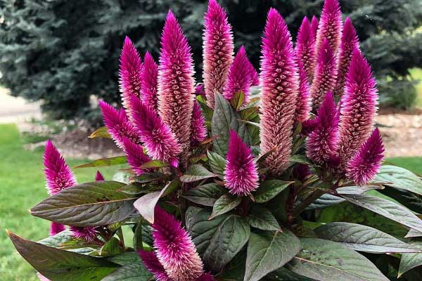 راهنمای جامع کاشت آمارانتوس