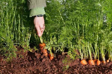 راهنمای جامع کاشت هویج